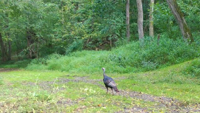 Wild turning  (Meleagris gallopavo) strutting into a clearing in the woods of the Midwest in late summer; concepts of wildlife management, game camera