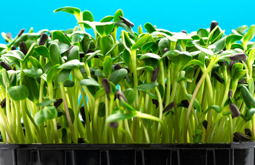 Sunflower microgreens in a plastic tray on a blue background close-up
