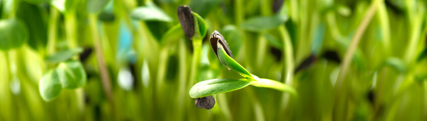 Microgreen foliage background. Close-up of sunflower microgreens. Germination of seeds at home. Vegan and healthy food concept. Sprouts are obtained from high quality seeds of organic plants