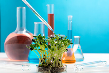 Microgreens on the background of chemical flasks with multi-colored liquids and a chemical pipette...