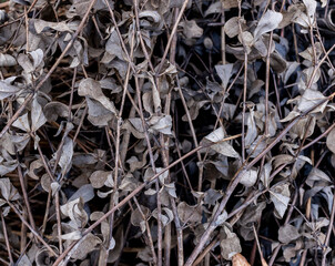 Dry baptisia or indigo stems and leaves in the winter.
