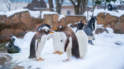 雪の中のペンギンの群