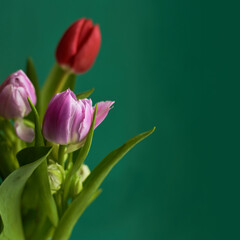 Pink and red tulips on dark green background. Copy space. Greeting card. Valentines day
