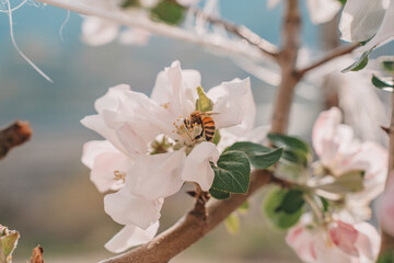 bee on a cherry blossom