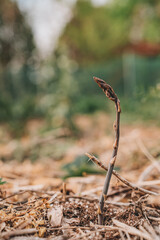 snake in the grass