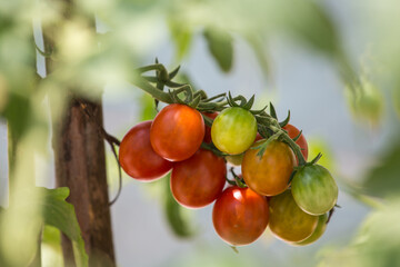 Small tomatoes grown in the orchard