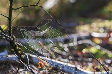 Ein Spinnennetz im morgentlichen Gegenlicht