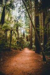 Cleared pathway between Redwood trees in Redwoods Whakarewarewa Forest, Rotorua, New Zealand