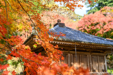 日本の寺と紅葉
