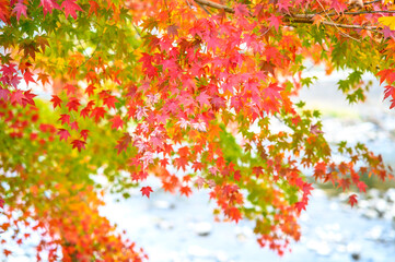 美しい日本の秋