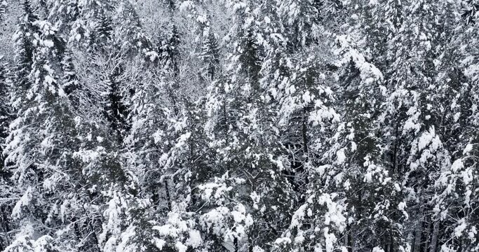 Winter forest snow covered pine trees landscape, aerial drone video