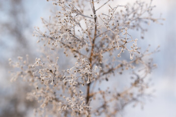 frozen weed with hoarfrost closeup selective focus