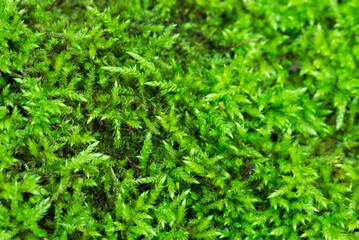 green moss background closeup selective focus