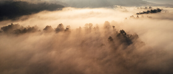 Obraz na płótnie Canvas Morning mist on meadow and forest