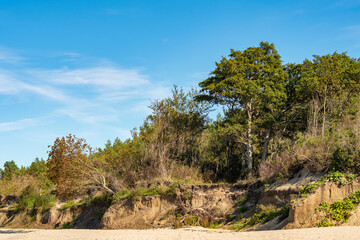 Fototapeta na wymiar Tall coastal pines growing on sandy soil.