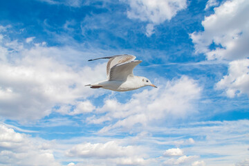 Seagull flying against a blue sky with white clouds. Background with a white seabird in flight.
