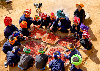 Group of hill tribe children with traditional clothes help to dry chili with sun to prepare for their food cooking process and senior woman take care beside.