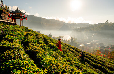 Wide shot of two Asian woman with hilltribe cloth carry basket to collect green tea leafs in early...