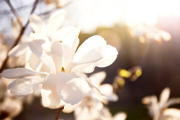 Yulan magnolia flowers in bloom. White magnolia tree flowers spring sunny day nature awakening