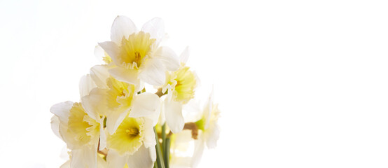 Daffodils bouquet. Spring yellow narcisus flowers in glass vase
