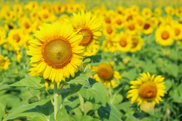 agriculture field of sunflowers, close-up view, daylight