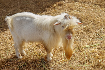 Domestic goats in the eco farm. Goats eat fresh hay or grass on ecological pasture on a meadow. Farm livestock farming for the industrial production of goat milk dairy products