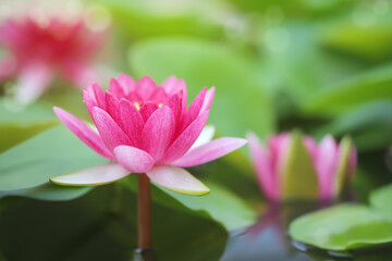 Soft focused image with lotus flower and blur bokeh background