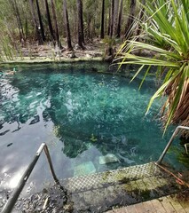 pool in a forest