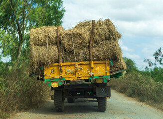 A lot of bales of fresh straw or hay in the trailer on the background of a green forest. Tractor Trailer full of yellow fragrant straw. The trailer is breaking from the straw. Hay in a rusty cart.
