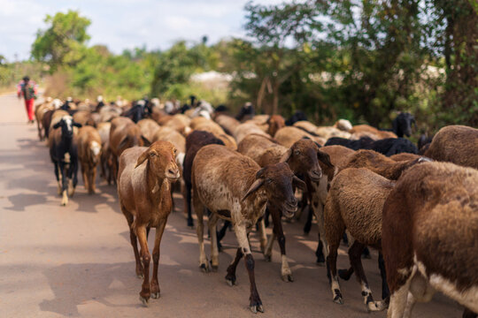 Blurred photo of a herd of goats