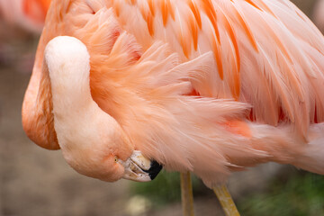 Pink flamingo cleaning its feathers.