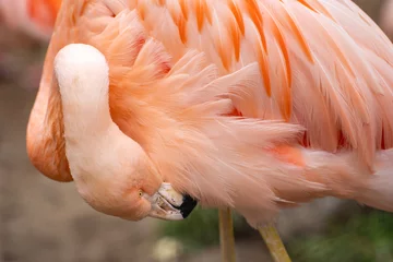 Fotobehang Pink flamingo cleaning its feathers. © Olga