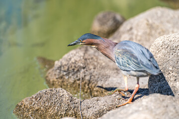 Green heron (Butorides striatus) walking along the lake shore.