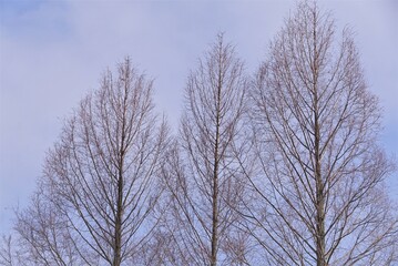 冬のメタセコイアの木
