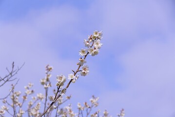 満開の梅の花