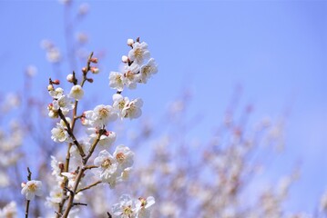 満開の梅の花