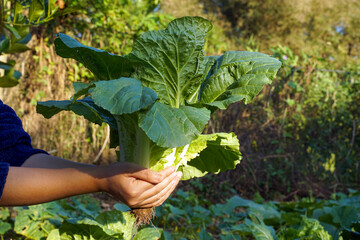 Chinese cabbage in the vegetable garden that villagers in Thailand plant for their own consumption. Concept of saving, sufficiency, organic vegetables, sufficiency economy.