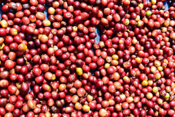 Raw coffee beans dried under the sun. Top view of raw coffee fruits.