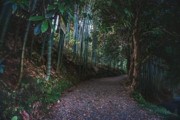 Pathway among green forest. Nature park, way or footpath with trees.