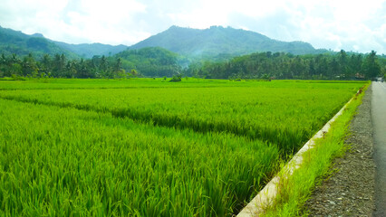 views of beautiful and cool green rice fields in the countryside