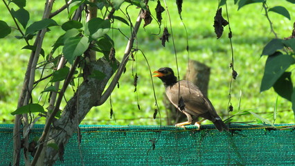 Yellow billed hornbill © sinchan