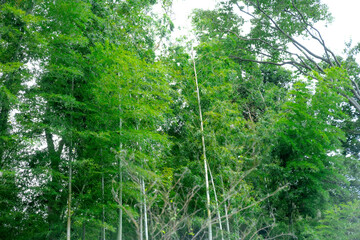 Obraz premium 竹林