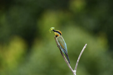 Australian adult female Rainbow Bee-eater -Merops ornatus- perched freshly caught Praying Mantid blurry bokeh background 