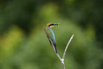Australian adult female Rainbow Bee-eater perched branch freshly caught Praying Mantid green blurry bokeh background 
