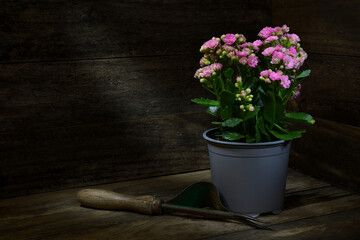Potted vibrant pin Kalanchoe -Blossfeldiana- plant gardening tool rustic wooden box dark mood lighting copy space