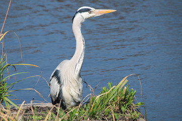 春日公園のアオサギ