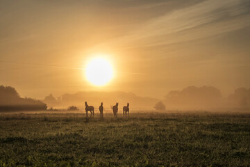 Fototapeta premium Morgenstimmung