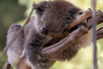 A rescued australian koala (Phascularctos cinereous).