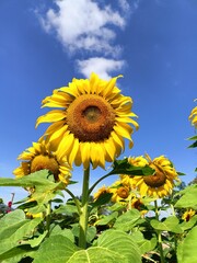 sunflowers in the field 