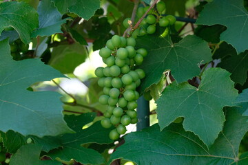 bunch of green grape in early summer	